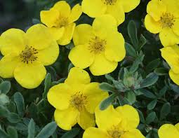 Happy Face Yellow Potentilla (PW) 2 TRUE