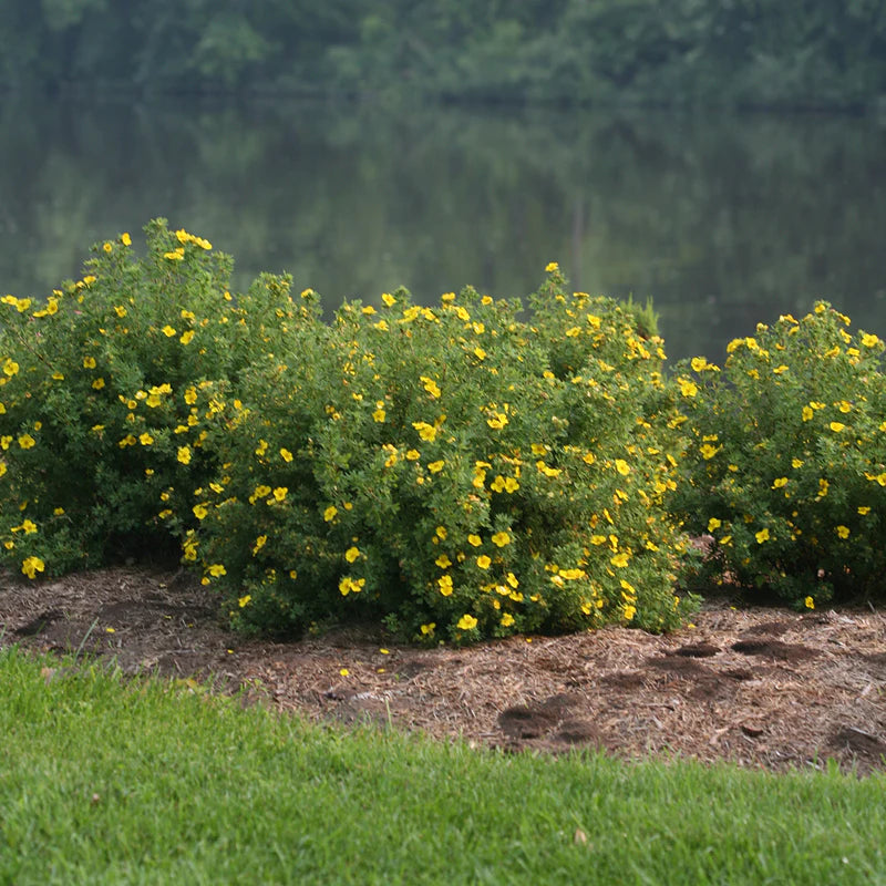 Happy Face Yellow Potentilla (PW) 2 TRUE