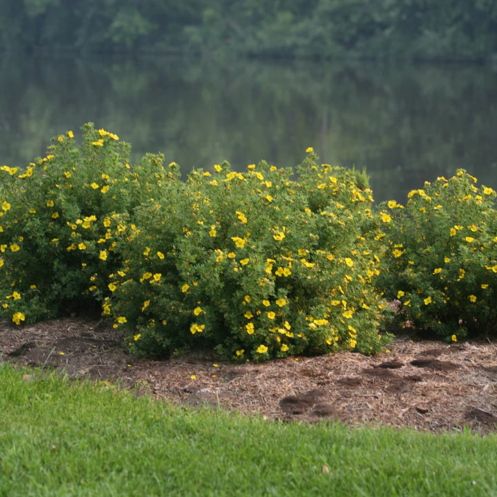 Happy Face Yellow Potentilla (PW) 2 TRUE