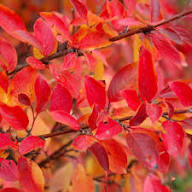 Hedge Cotoneaster #01