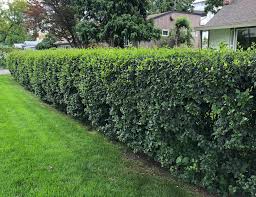 Hedge Cotoneaster #01