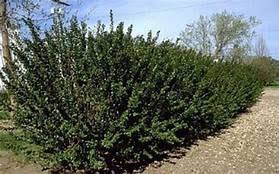 Hedge Cotoneaster #01