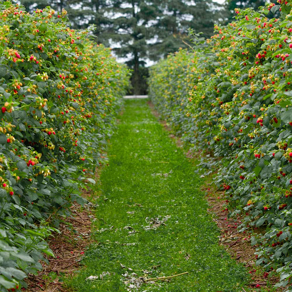 Heritage Raspberry #01