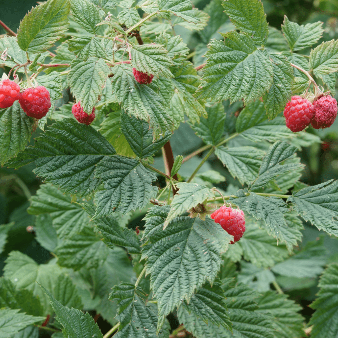 Heritage Raspberry #01
