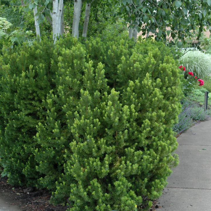 Hick's Yew #02