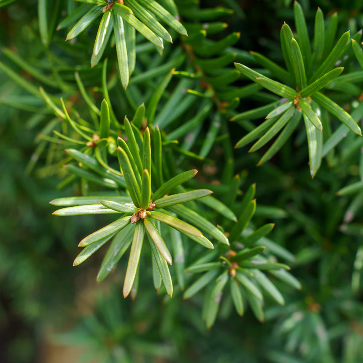Hick's Yew #02