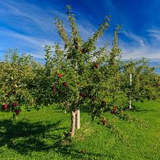 Honeycrisp Apple #05