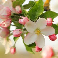 Honeycrisp Apple #05