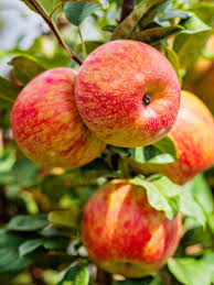 Honeycrisp Apple #05