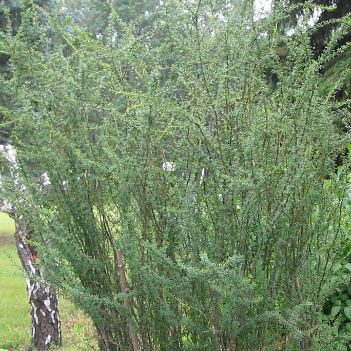 Honeywood Saskatoon #01
