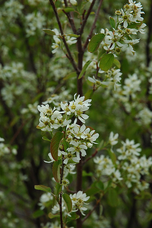 Honeywood Saskatoon #01