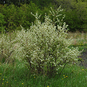 Honeywood Saskatoon #01