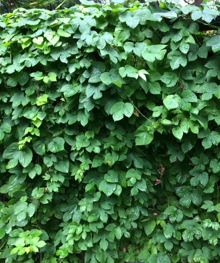 Hops #01