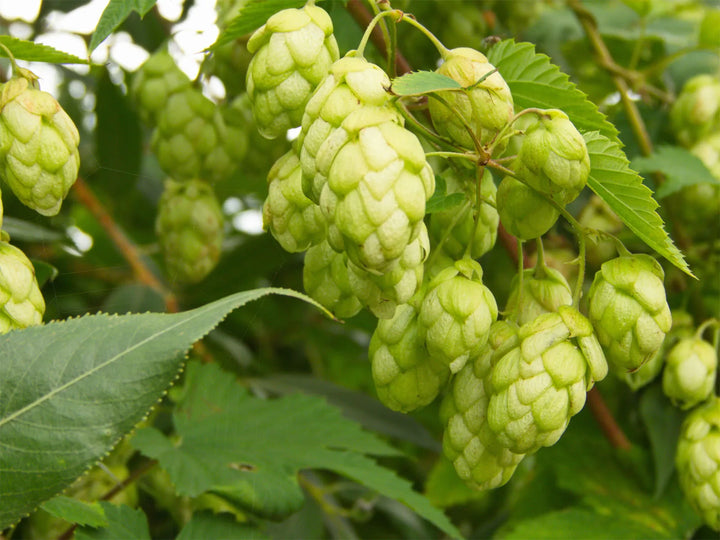 Hops #01