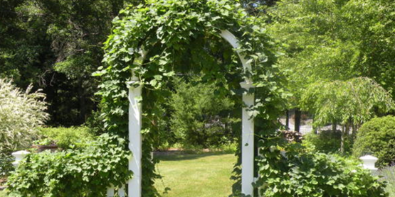 Hops #01
