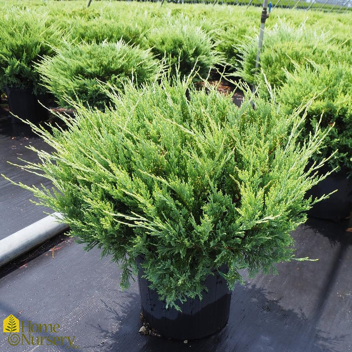 Hughes juniper #02