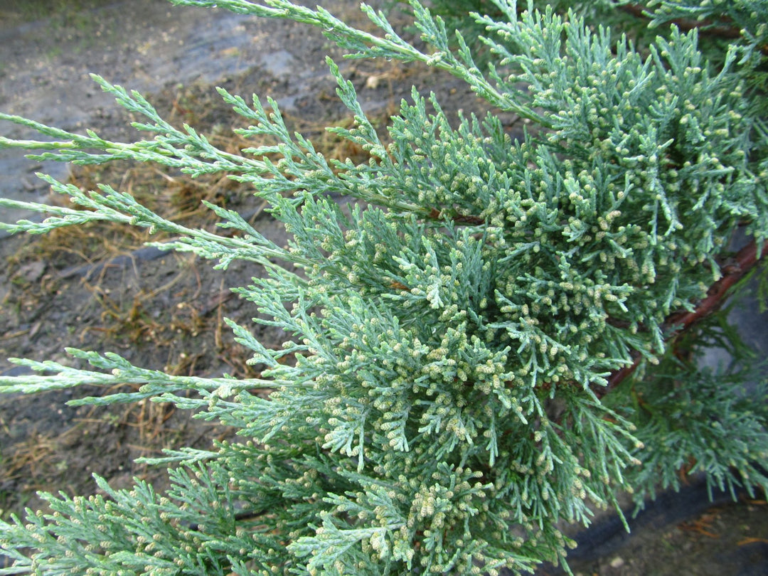 Hughes juniper #02