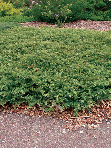 Hughes juniper #02