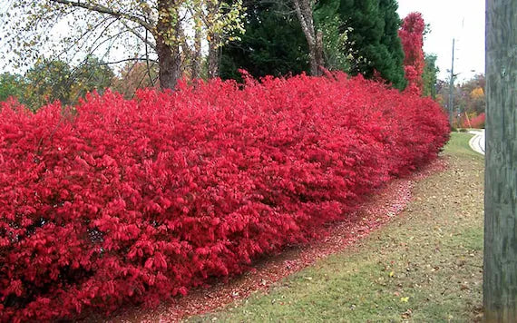 Dwarf Burning Bush