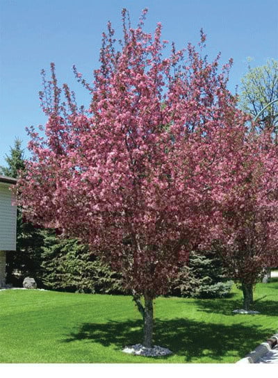 Thunderchild Flowering Crabapple