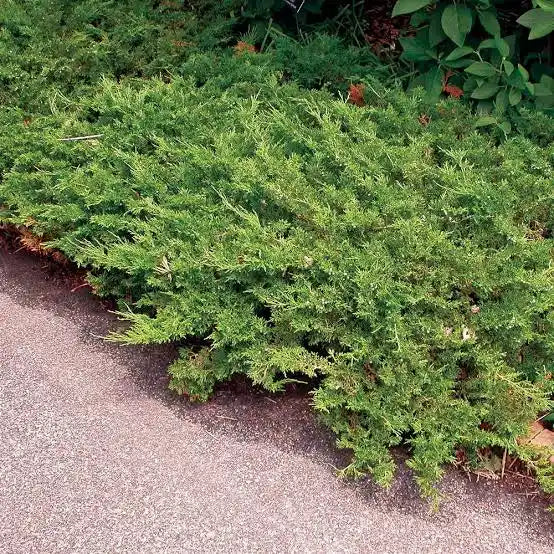 Buffalo Juniper