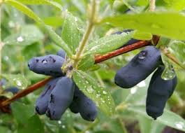 Boreal Blizzard Haskap Berry