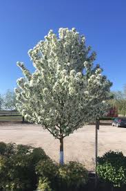 Spring Snow Crabapple - 10 Gallon