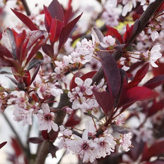 Purple Leaf Sand Cherry