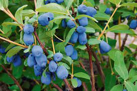 Boreal Beast Haskap Berry