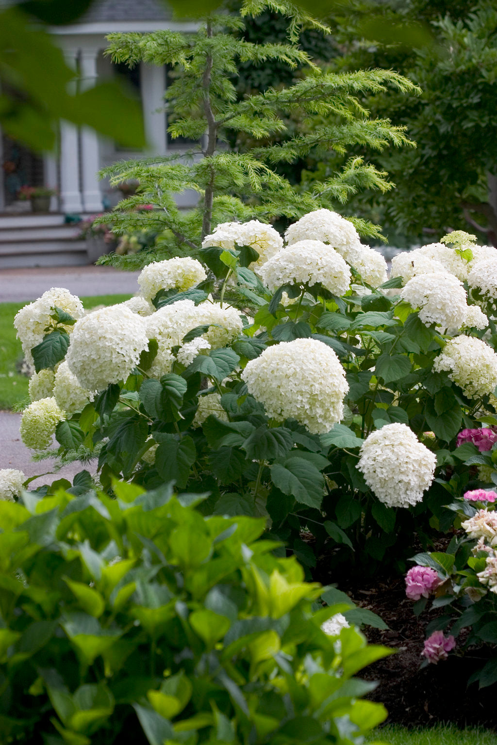 Incrediball Hydrangea (PW) 2 True