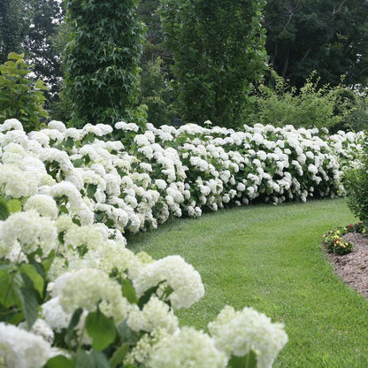 Incrediball Hydrangea (PW) 2 True