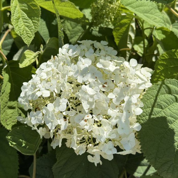 Incrediball Hydrangea (PW) 2 True