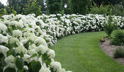 Invincibelle Limetta Hydrangea (PW)