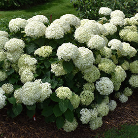 Invincibelle Limetta Hydrangea (PW) 2 True