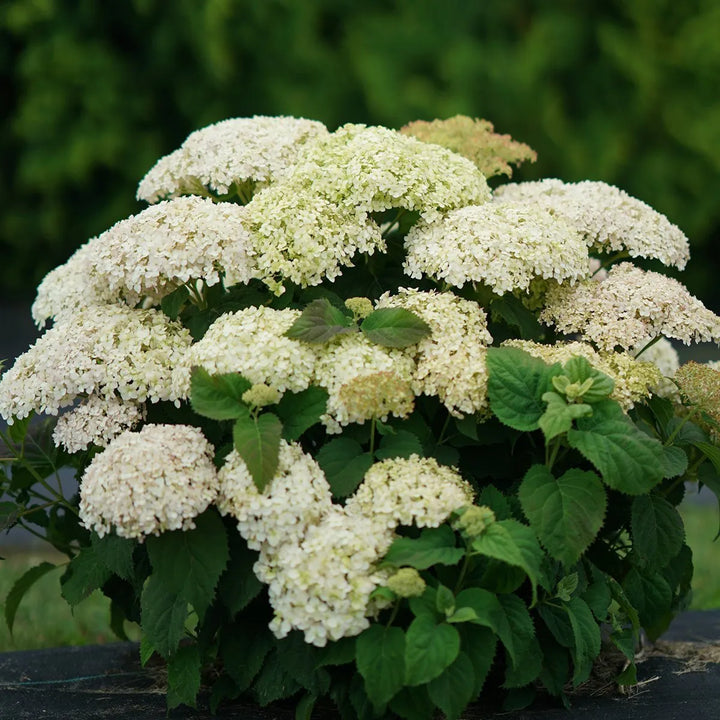 Invincibelle Limetta Hydrangea (PW) 2 True