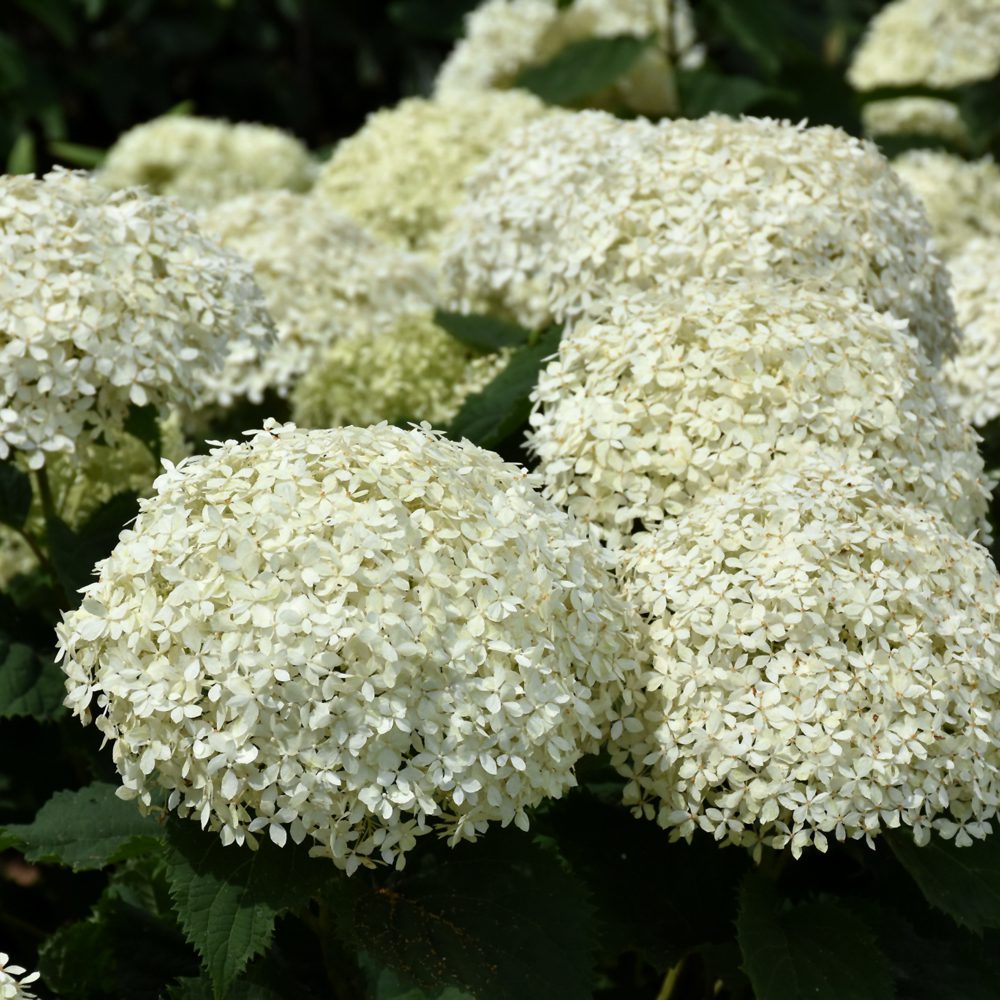 Invincibelle Limetta Hydrangea (PW) 2 True