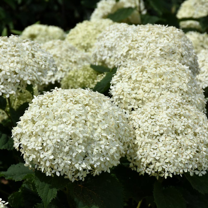 Invincibelle Limetta Hydrangea (PW) 2 True