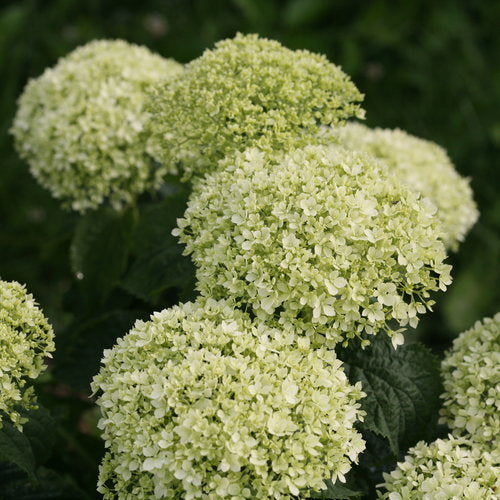 Invincibelle Limetta Hydrangea (PW)