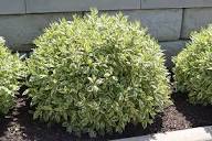 Ivory Halo Dogwood #02