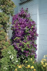 Jackmanii Superba Clematis (Purple) #01