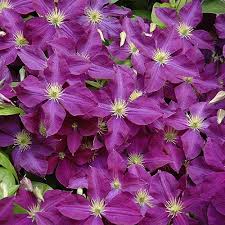 Jackmanii Superba Clematis (Purple) #01