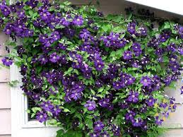 Jackmanii Superba Clematis (Purple) #01