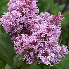 James McFarlane Preston Lilac  #02