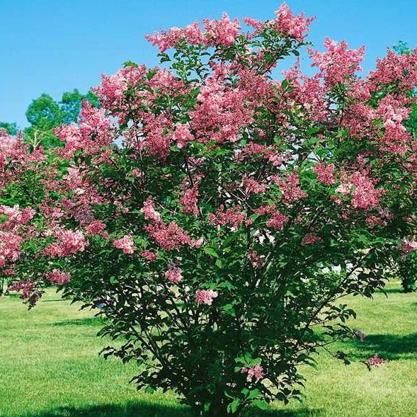 James McFarlane Preston Lilac  #02
