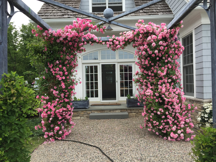 John Davis Explorer Rose (Pink) #02