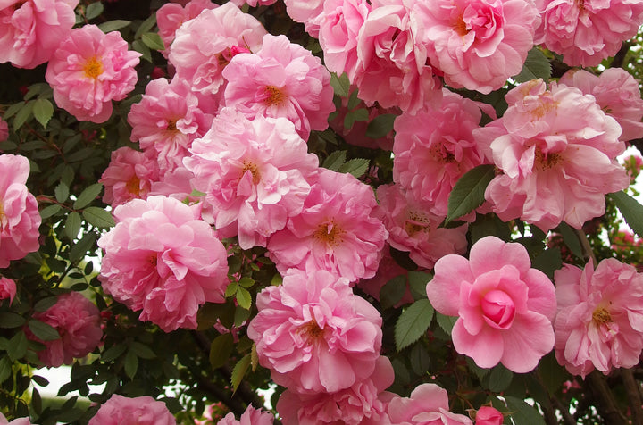 John Davis Explorer Rose (Pink) #02