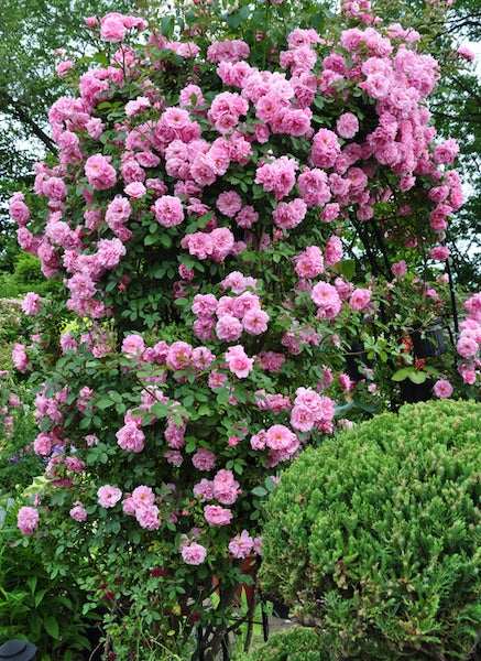 John Davis Explorer Rose (Pink) #02