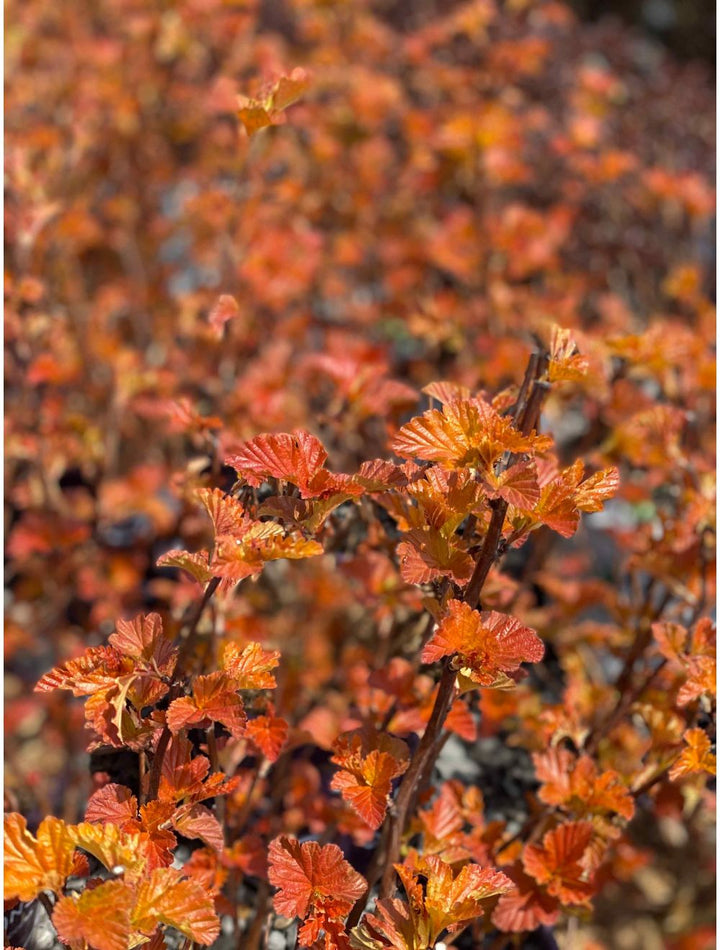 Amber Jubilee Ninebark 8 INCH