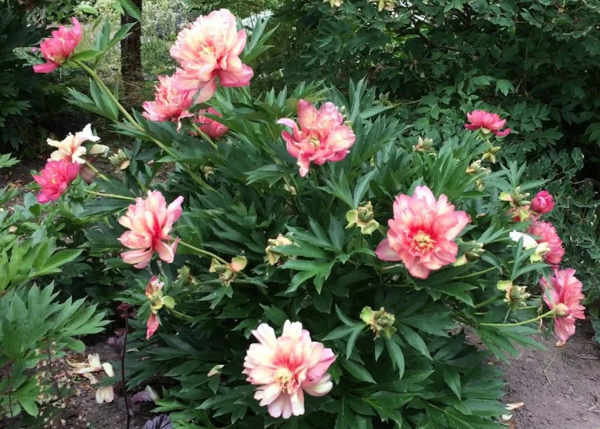 Julia Rose Itoh Peony - 2 Gallon