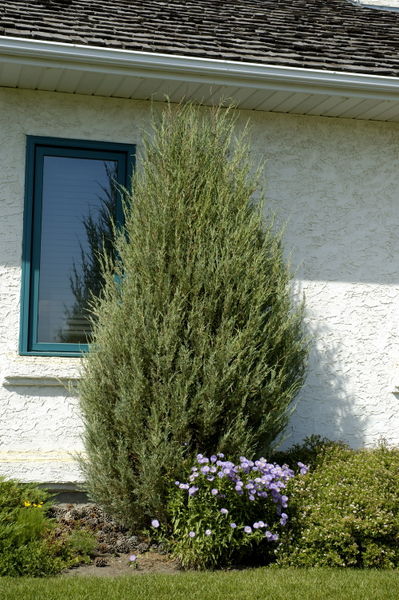 Cologreen Juniper